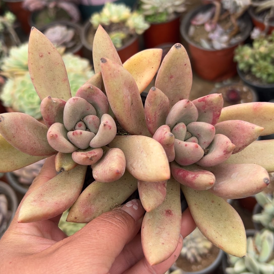 多肉植物多肉植物