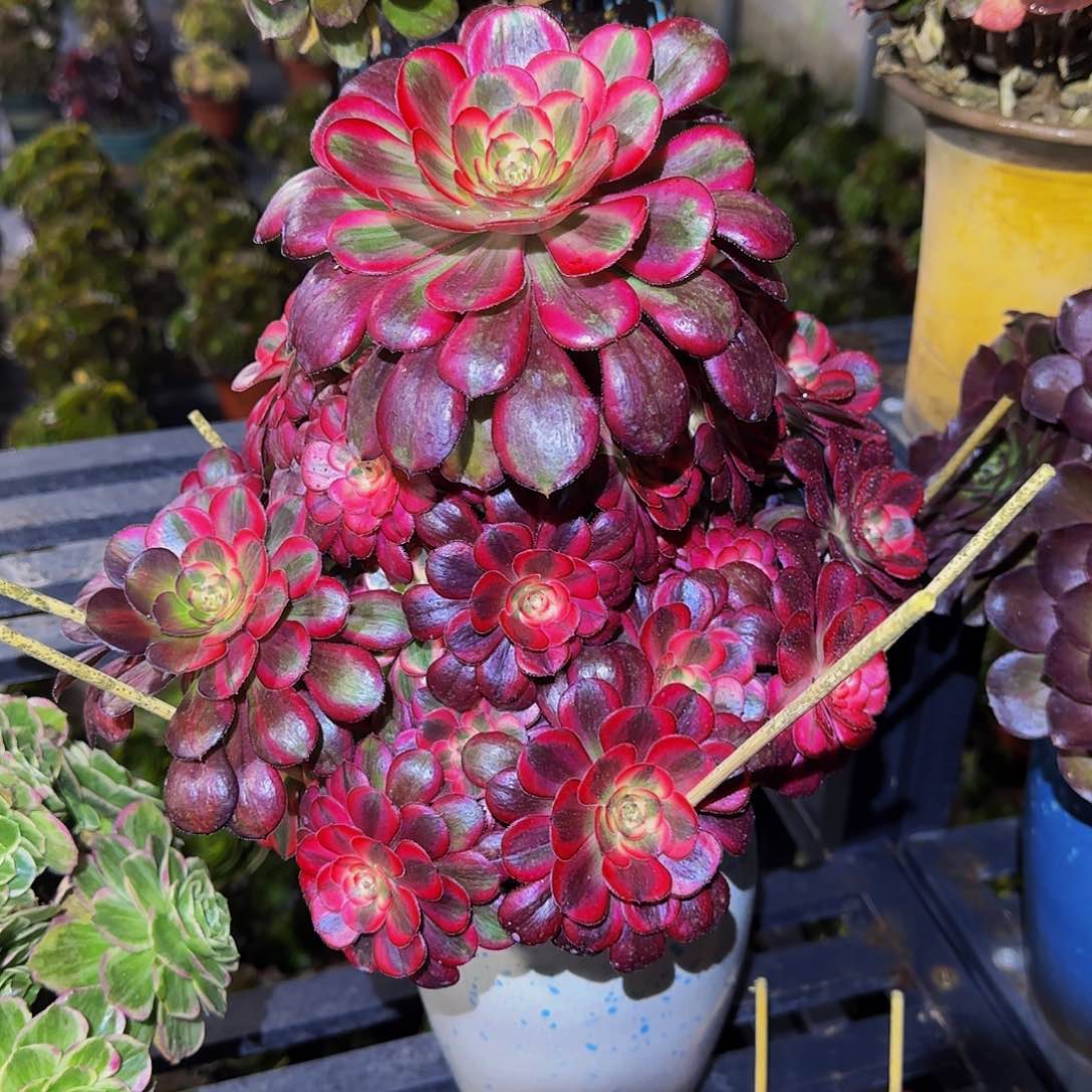 多肉植物香耐尔老庄