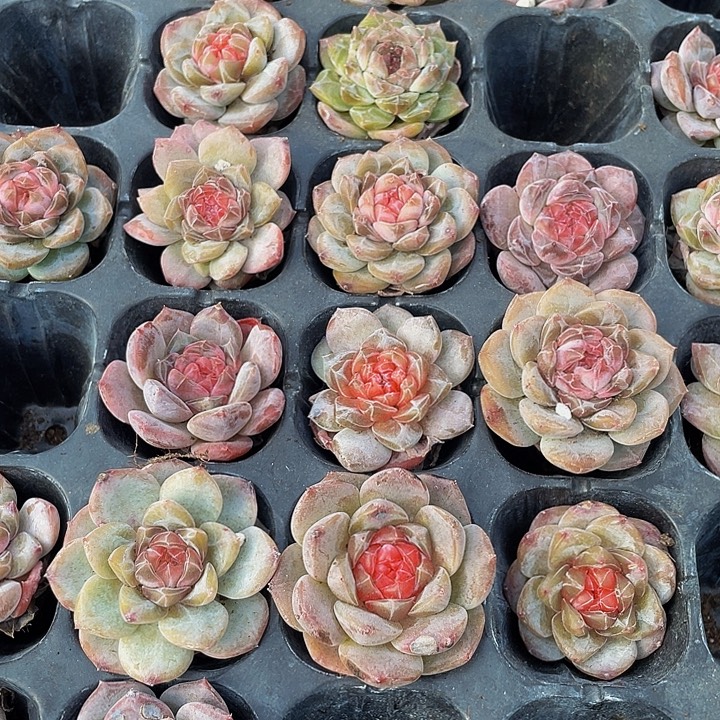 珍妮糖心2.8带土发货