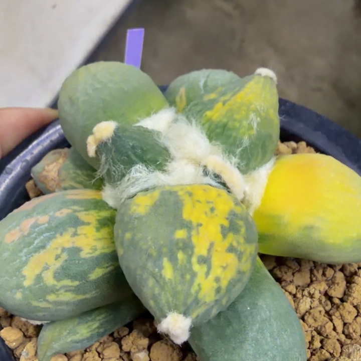 丸尤锦已经调节到极上斑了