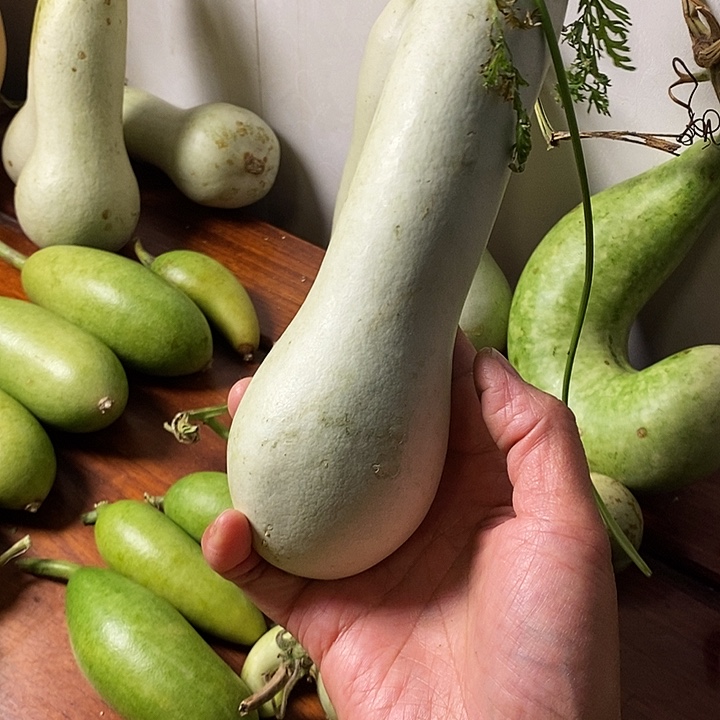 北**城大本章葫芦手把件