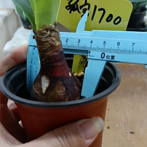 无花朵孤宝1700/3-4发一个