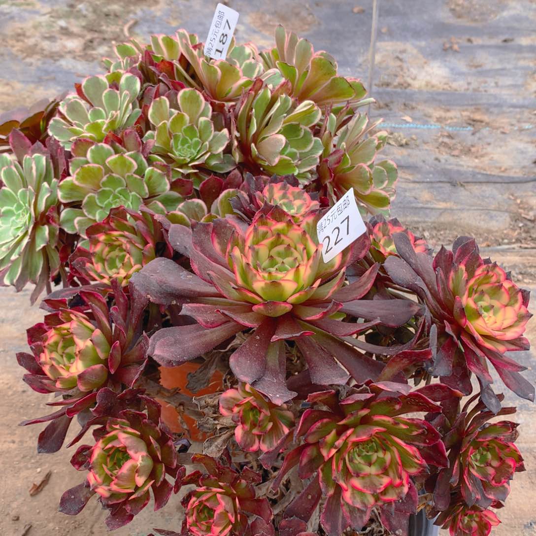 227烟花捧花的多肉植物