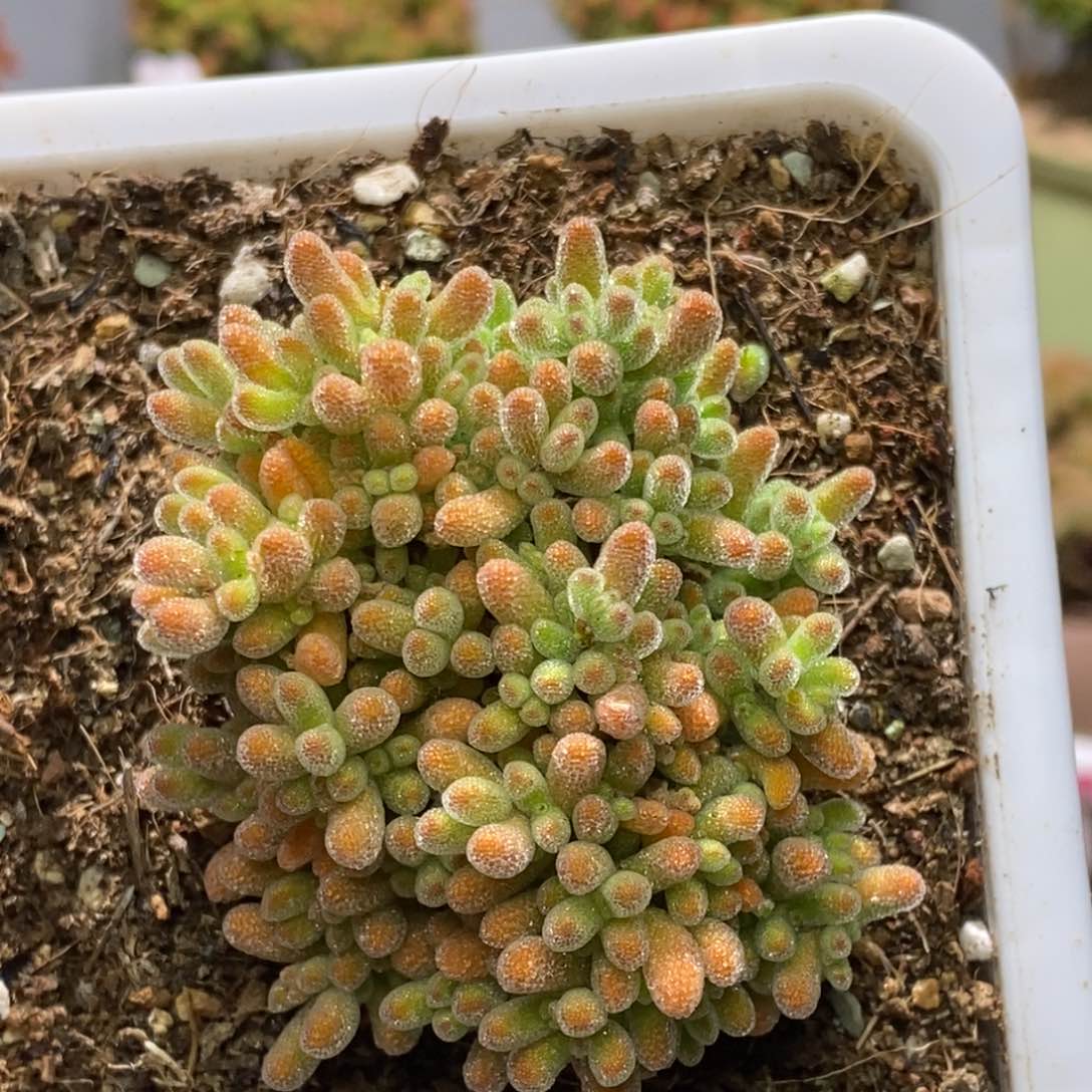 冰晶杂橙枝干番杏A535