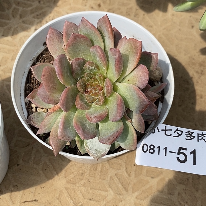 记得拍冷链冰魄51