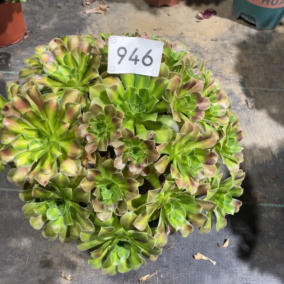 946韶华阴阳         多肉      