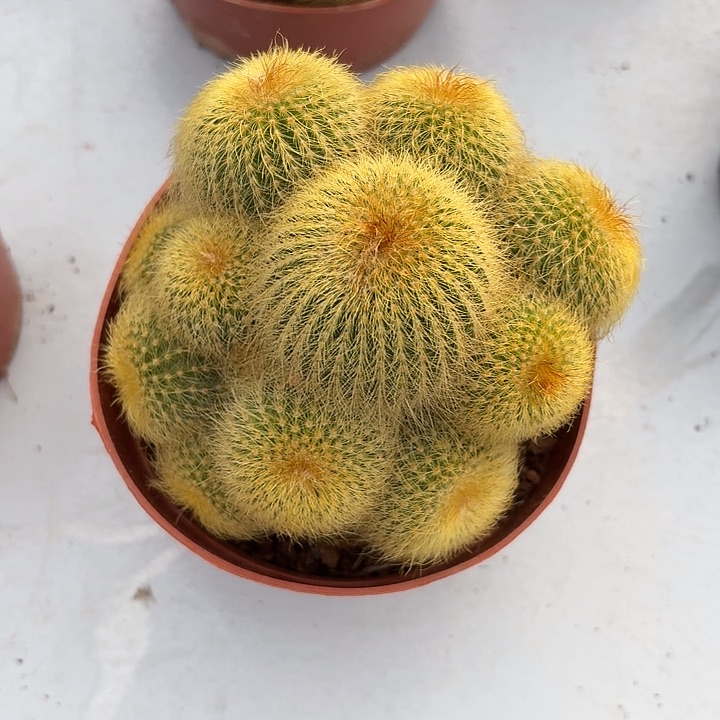 世****谁金丝猴仙人球1234