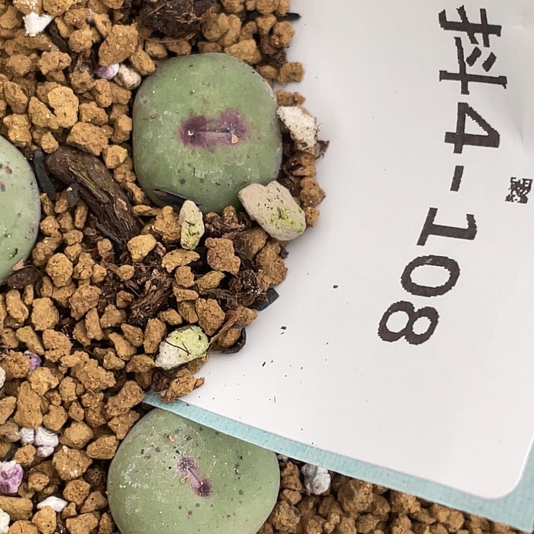 和***红4-108嘴多肉植物肉锥