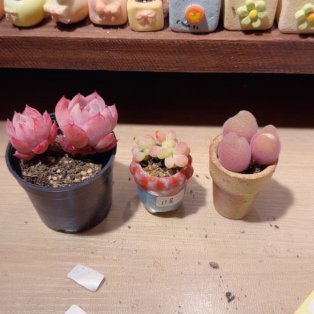 咸***鱼T。 孤星+毛翠+彩虹