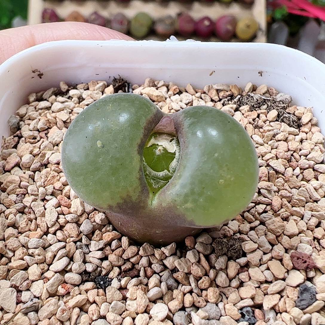 粉红女郎风铃玉…………………