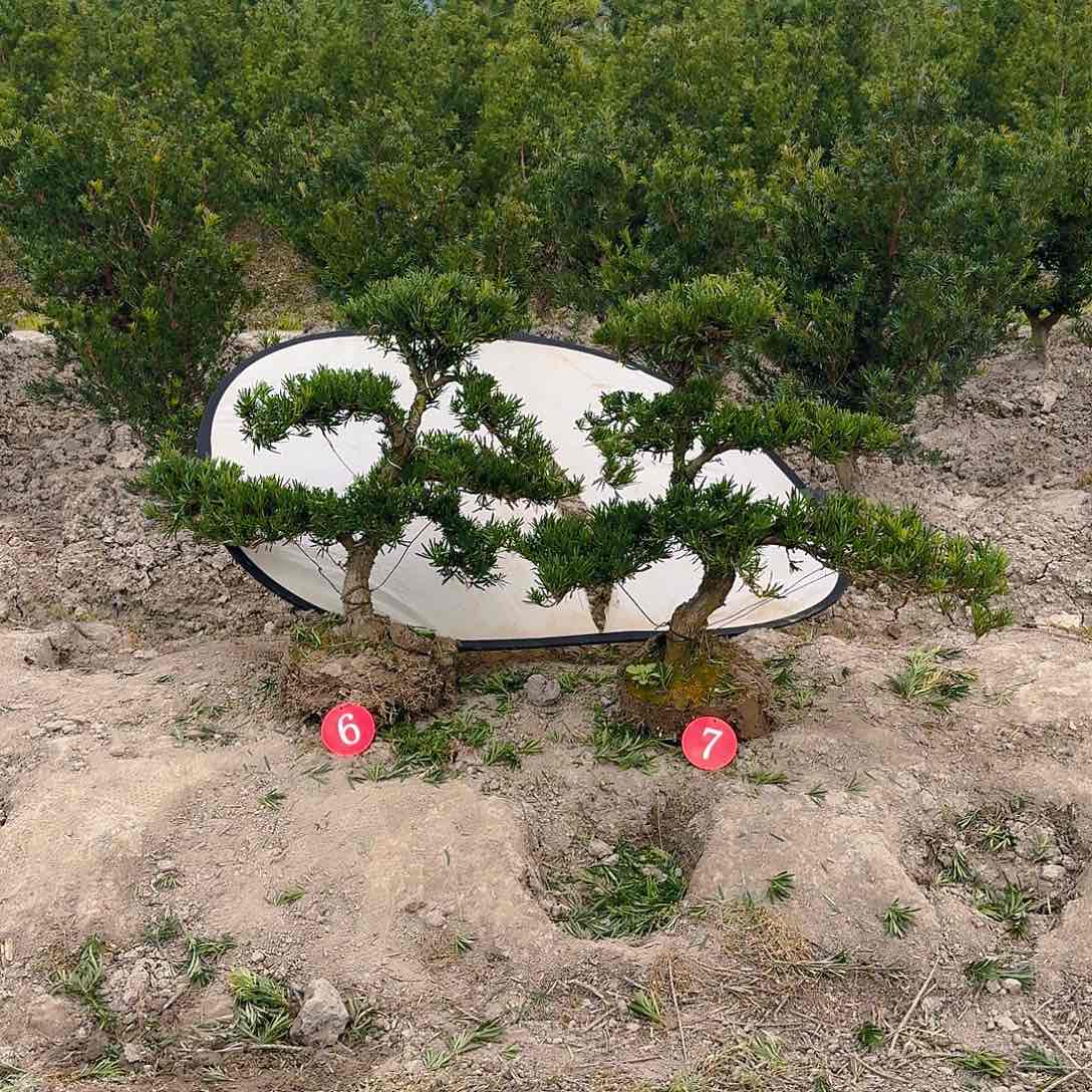 欣*罗汉松盆景艺术