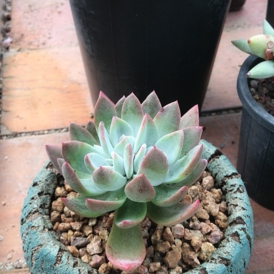 苹果叶仙女棒仙女棒