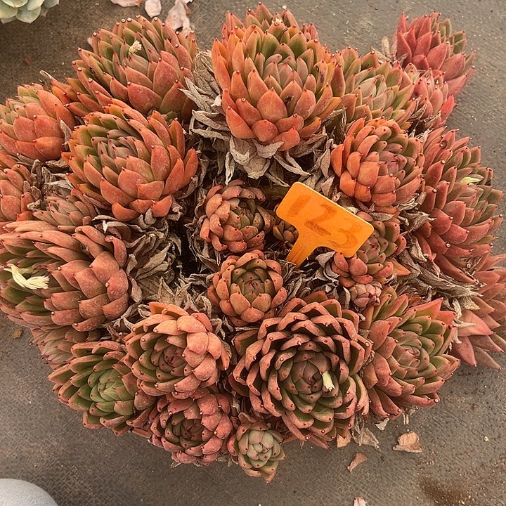 两单包邮，一物一拍，散123