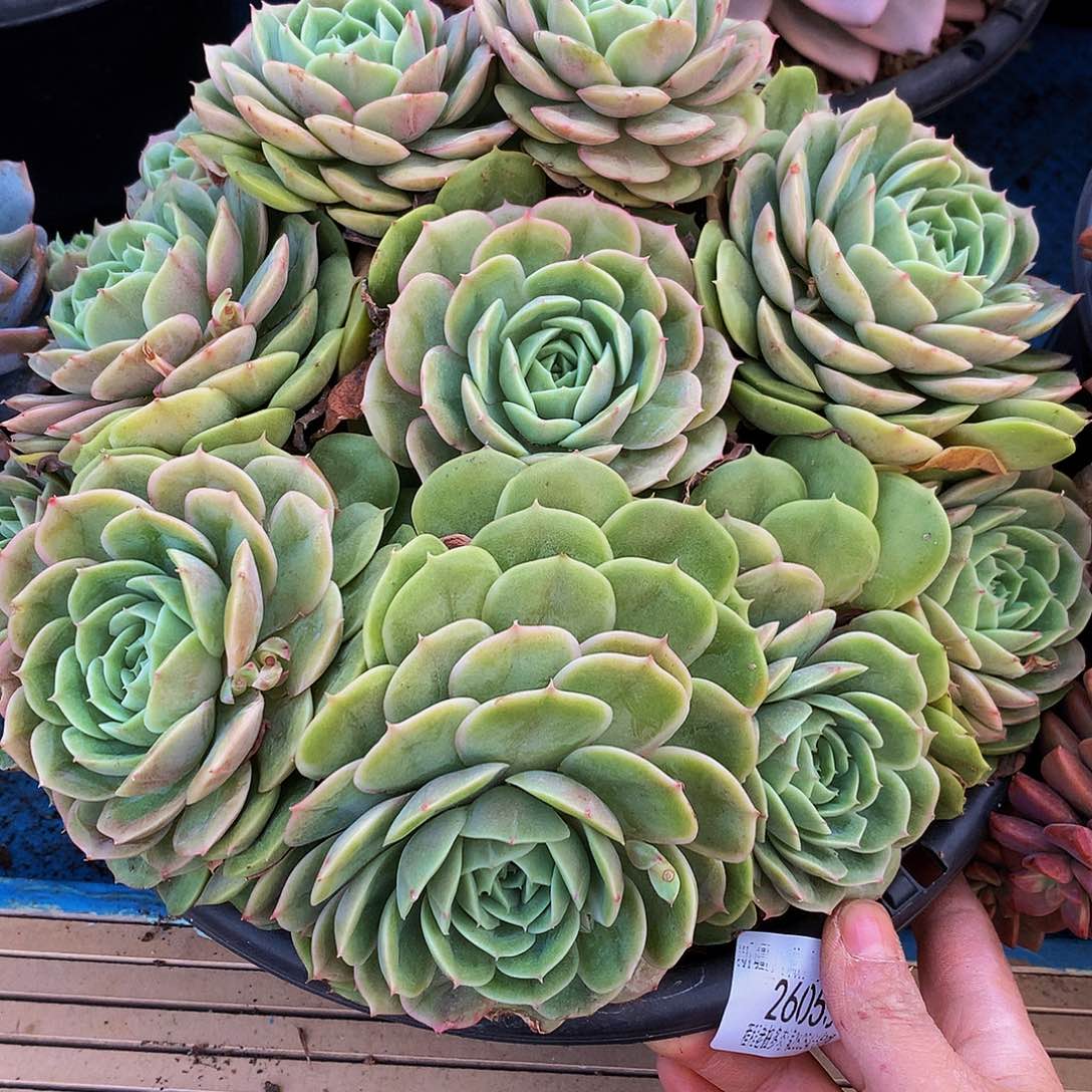 蓝***莲昂斯诺26053吨肉多肉