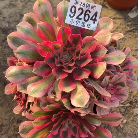 9264多肉植物法师法师
