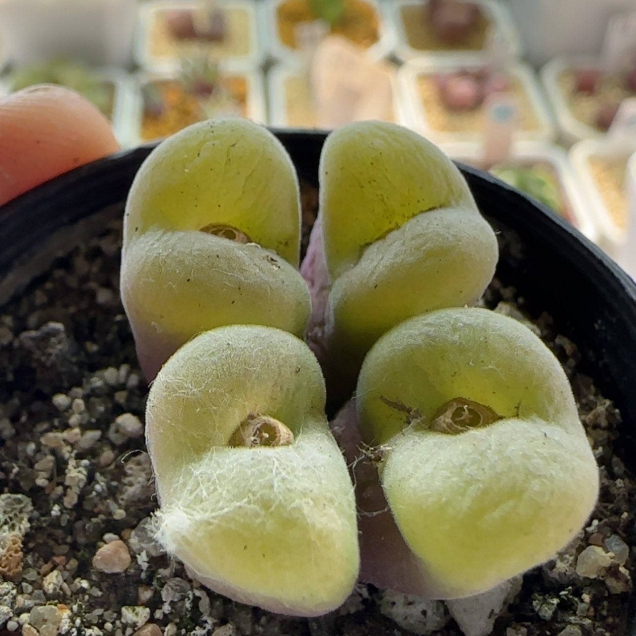 【闪购商品】1000粉空卡当天28包邮非偏远