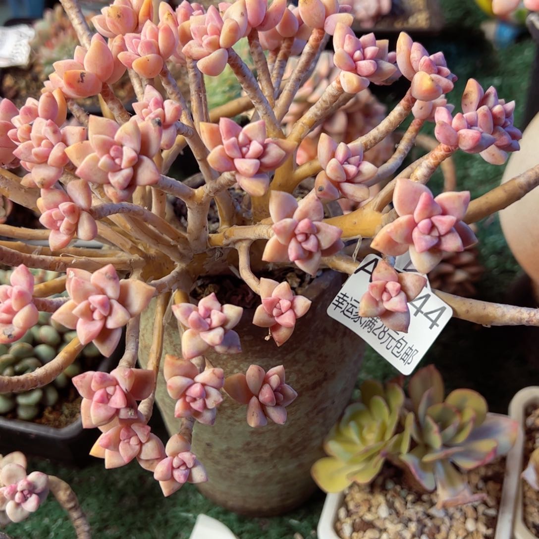 幸运的是我的朋友们