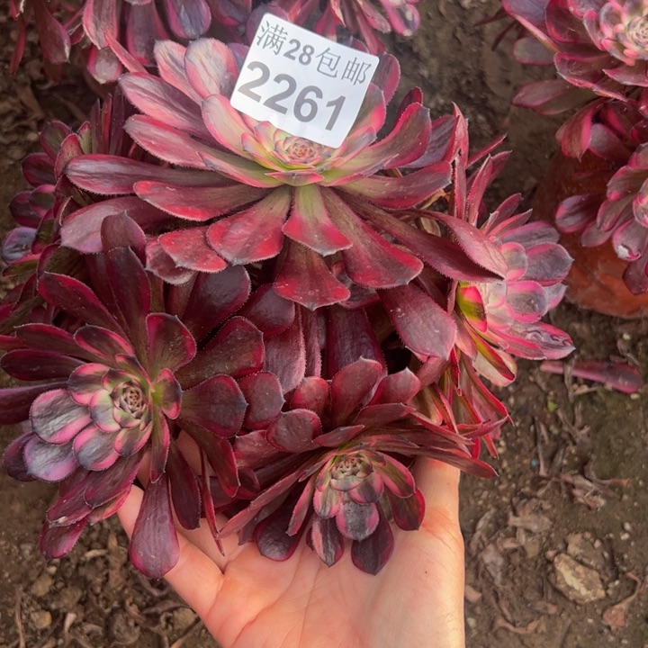 2261红金刚多肉植物