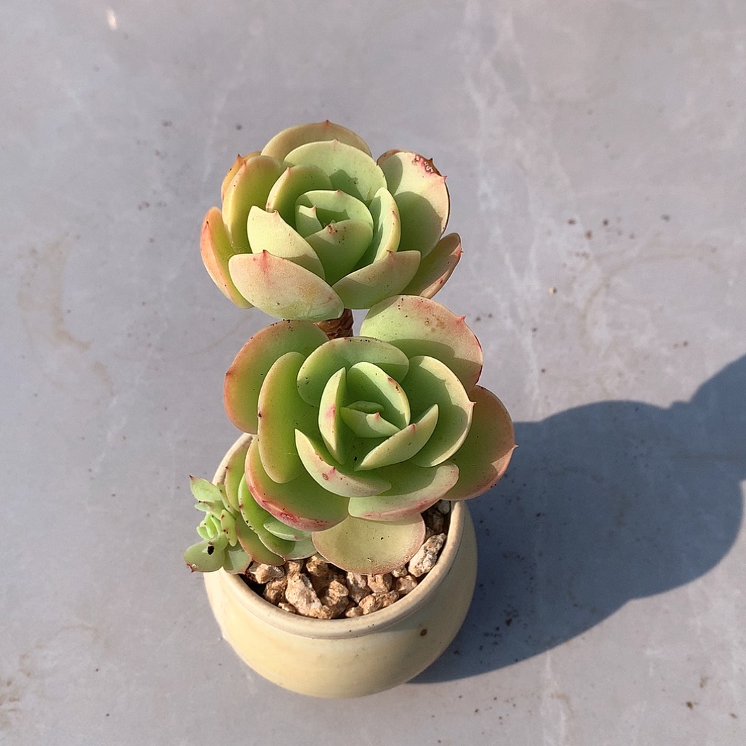 鸡蛋碧桃多肉植物