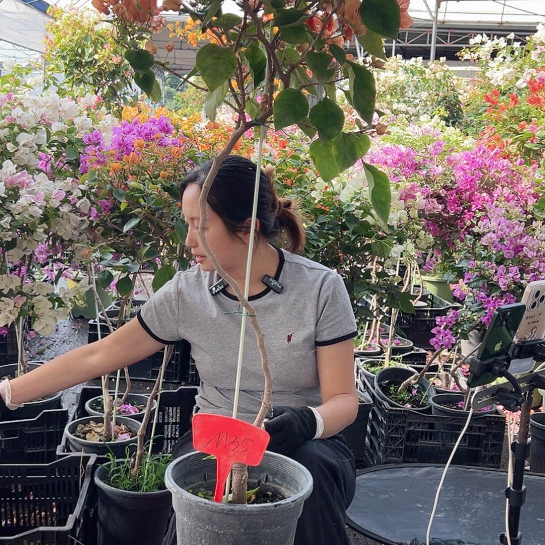 徐***花大部分花苞少量开放M35波妹