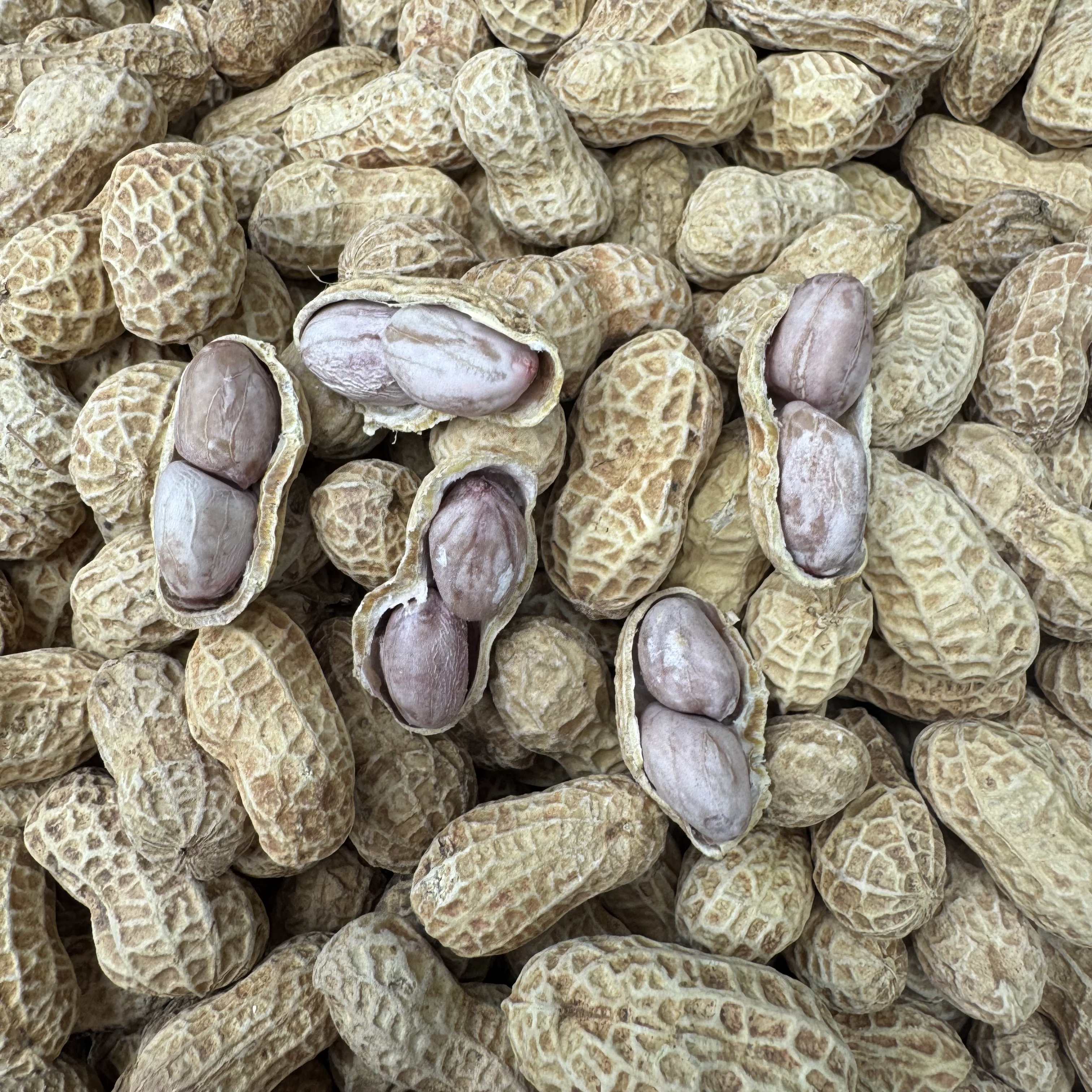  福建惠安土特产水煮日晒咸干本地琉球花生会回甘