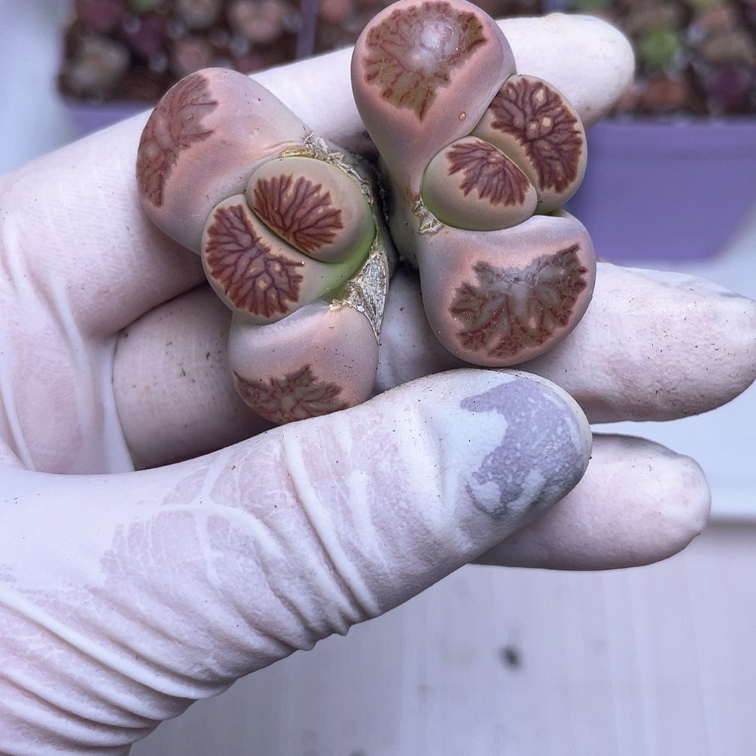 639 菊…………………………