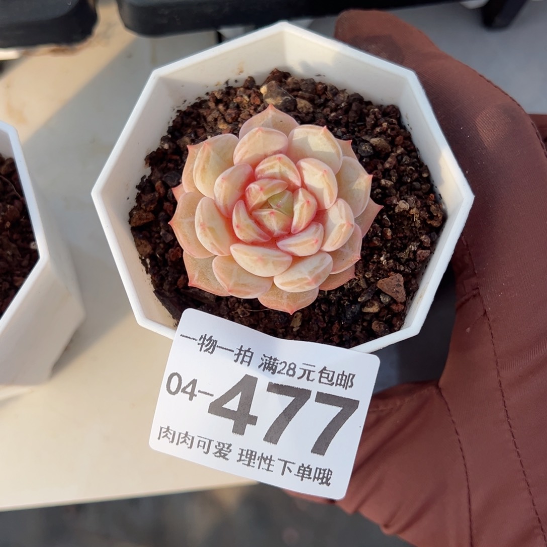 海之歌多肉多肉多肉多肉