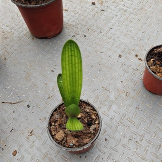 温***初无花朵温暖如初      50