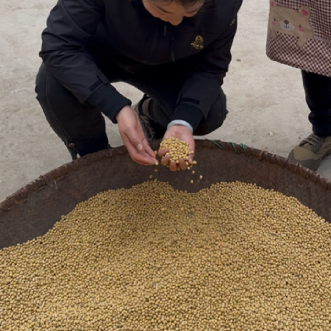 大豆土黄豆老品种黄豆