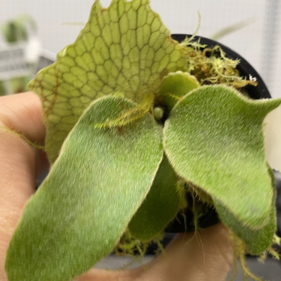 无花朵奥银鹿角蕨