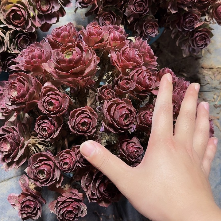 夜宴福利多肉手捧福利