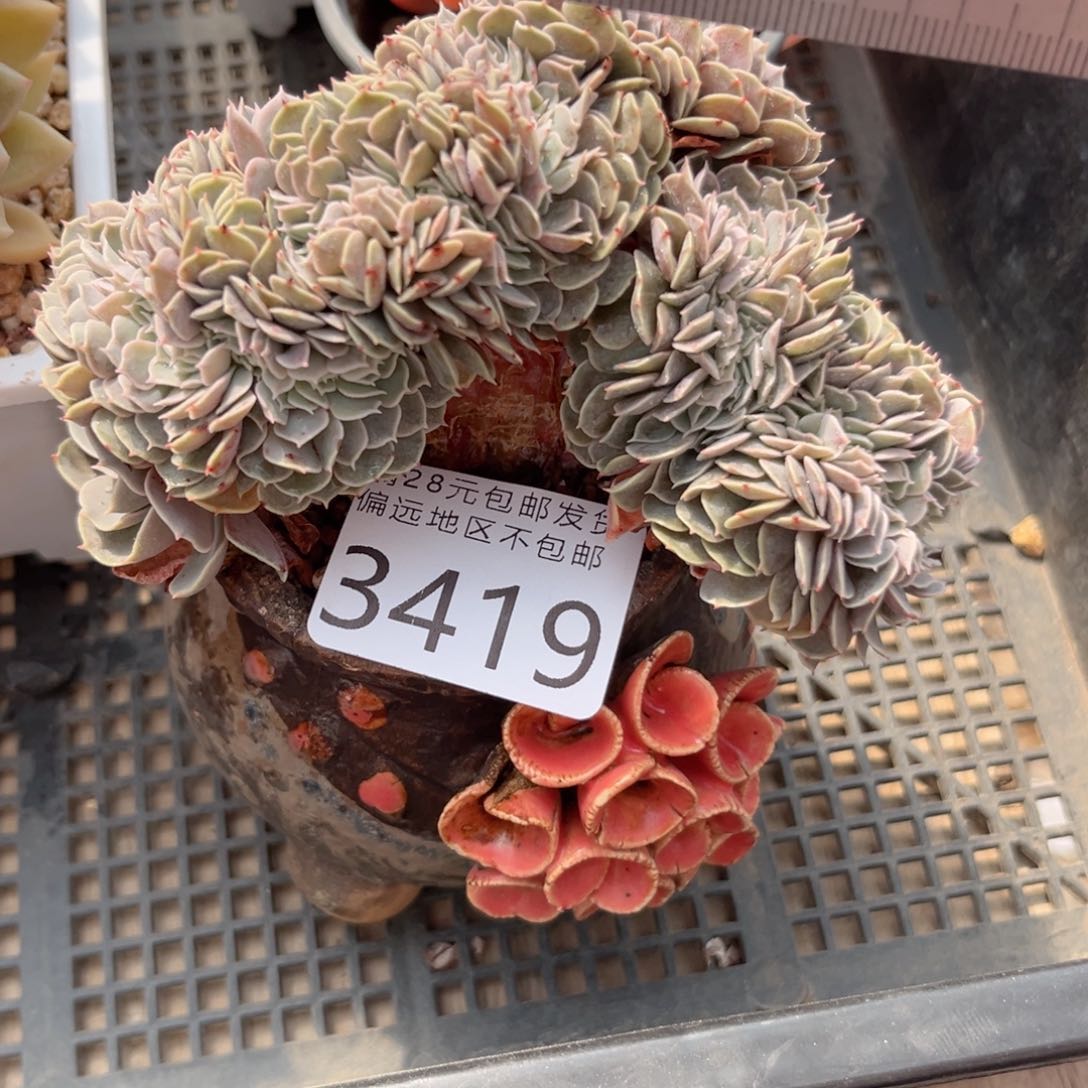 大3419；h d h v h b n j