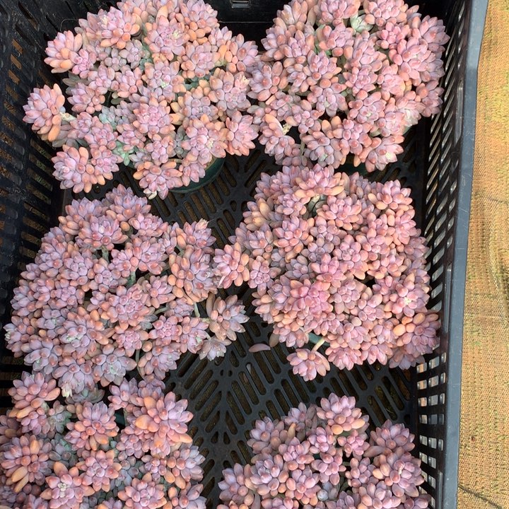 全粉星戴露多肉植物