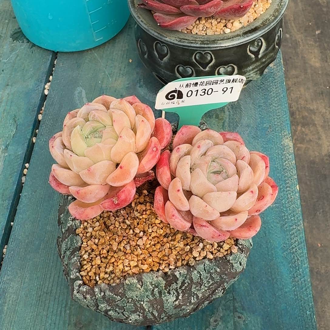 从前慢花园多肉0130-91