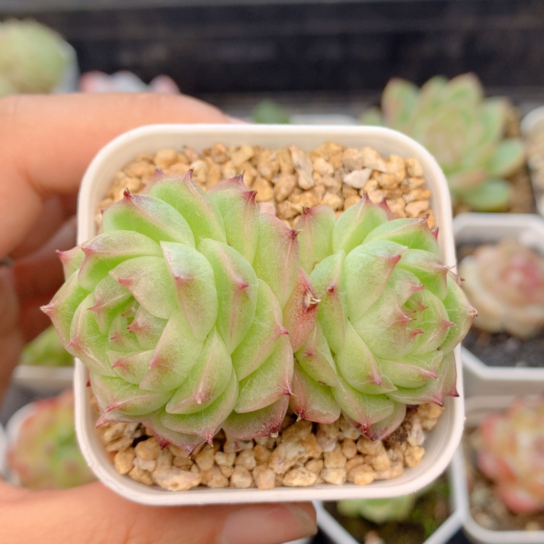 58包邮  群生不包整19