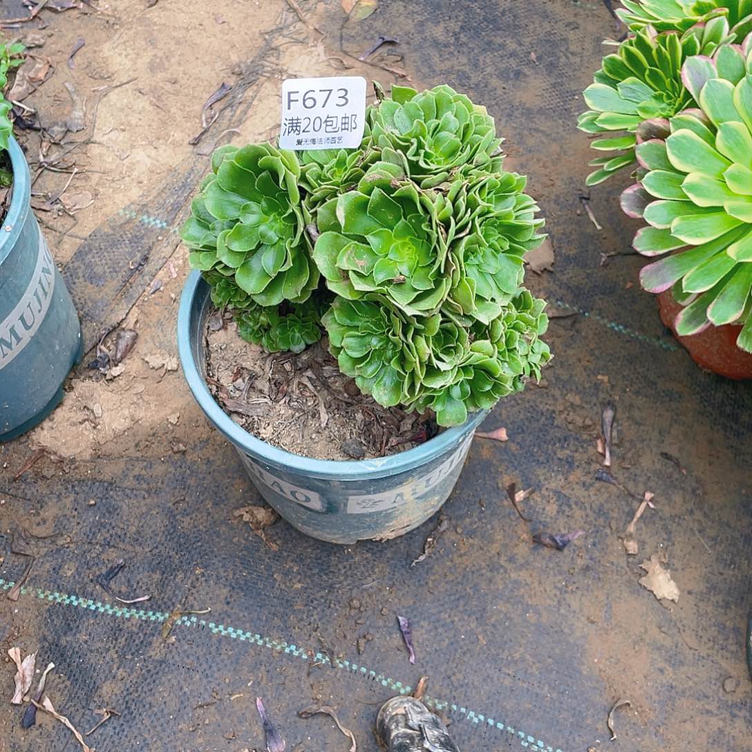 673绿羊绒缀化多肉小损不包