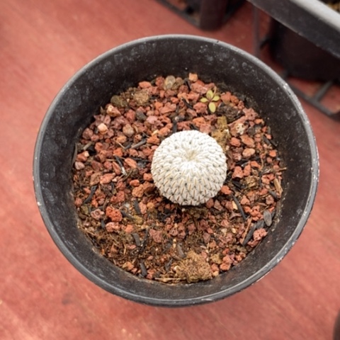 白斜子单1仙人球