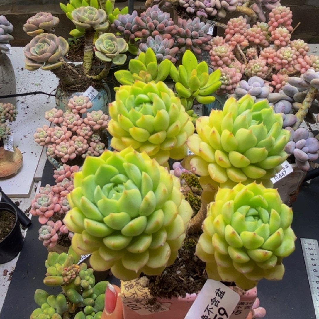 马咖娜459/9cm有砍