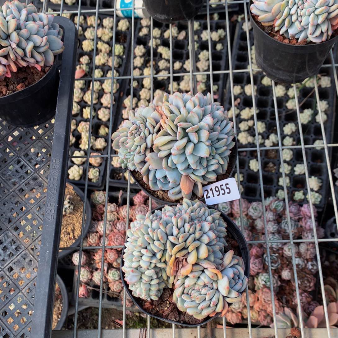 骑****姨21955两个缀嗯嗯嗯