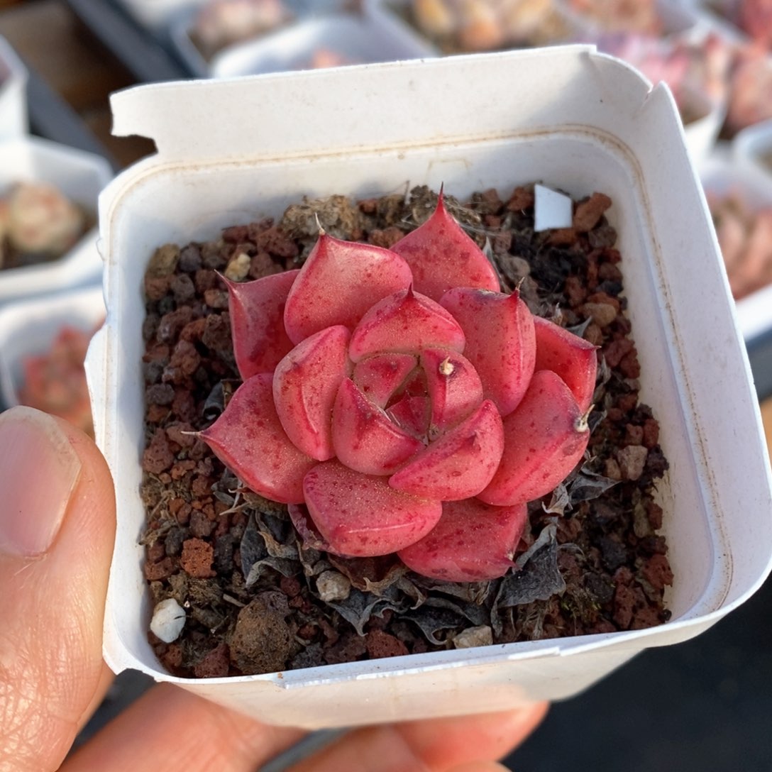 精品多肉一物一拍不包整70
