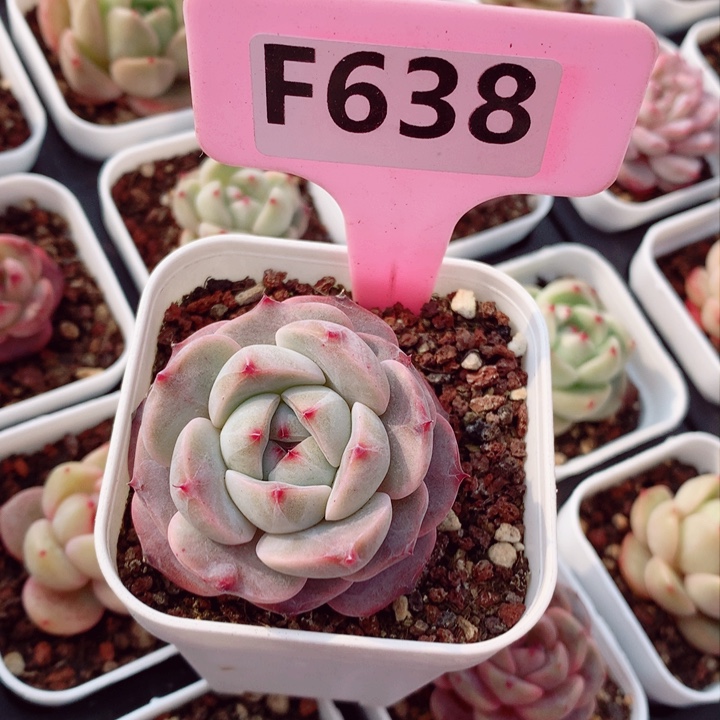 芒**吃新品5cm多肉植物