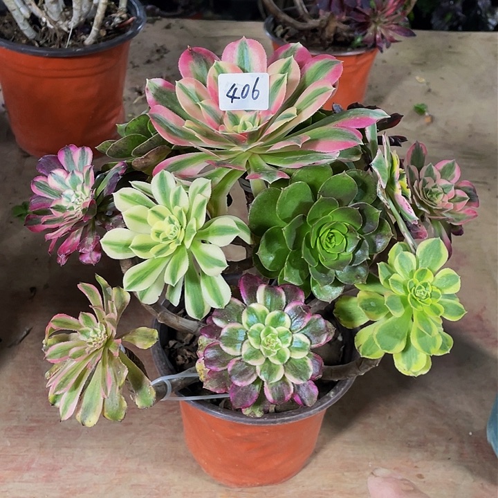 架加法师一个406号