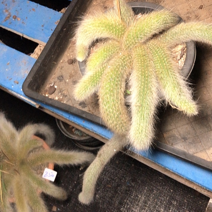 ?****?253////////////////////