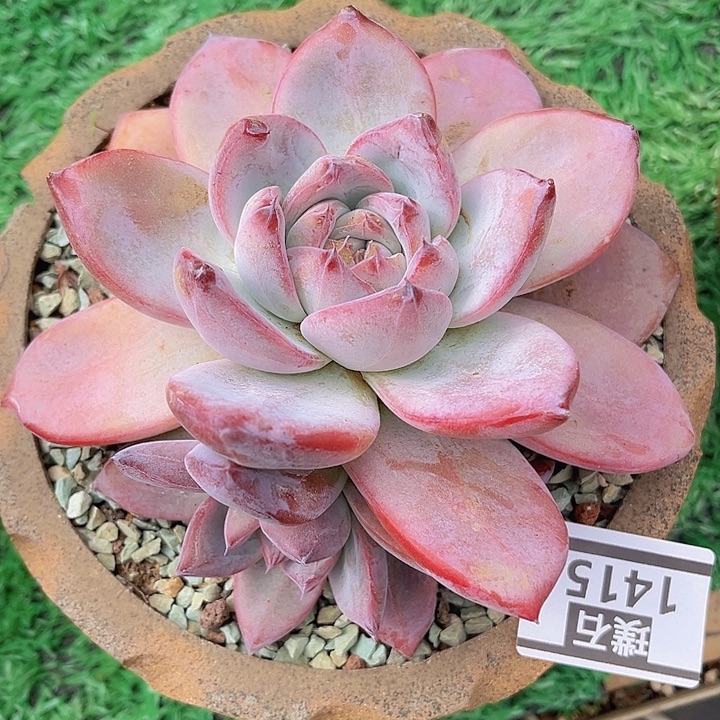 黑卡1415多肉植物