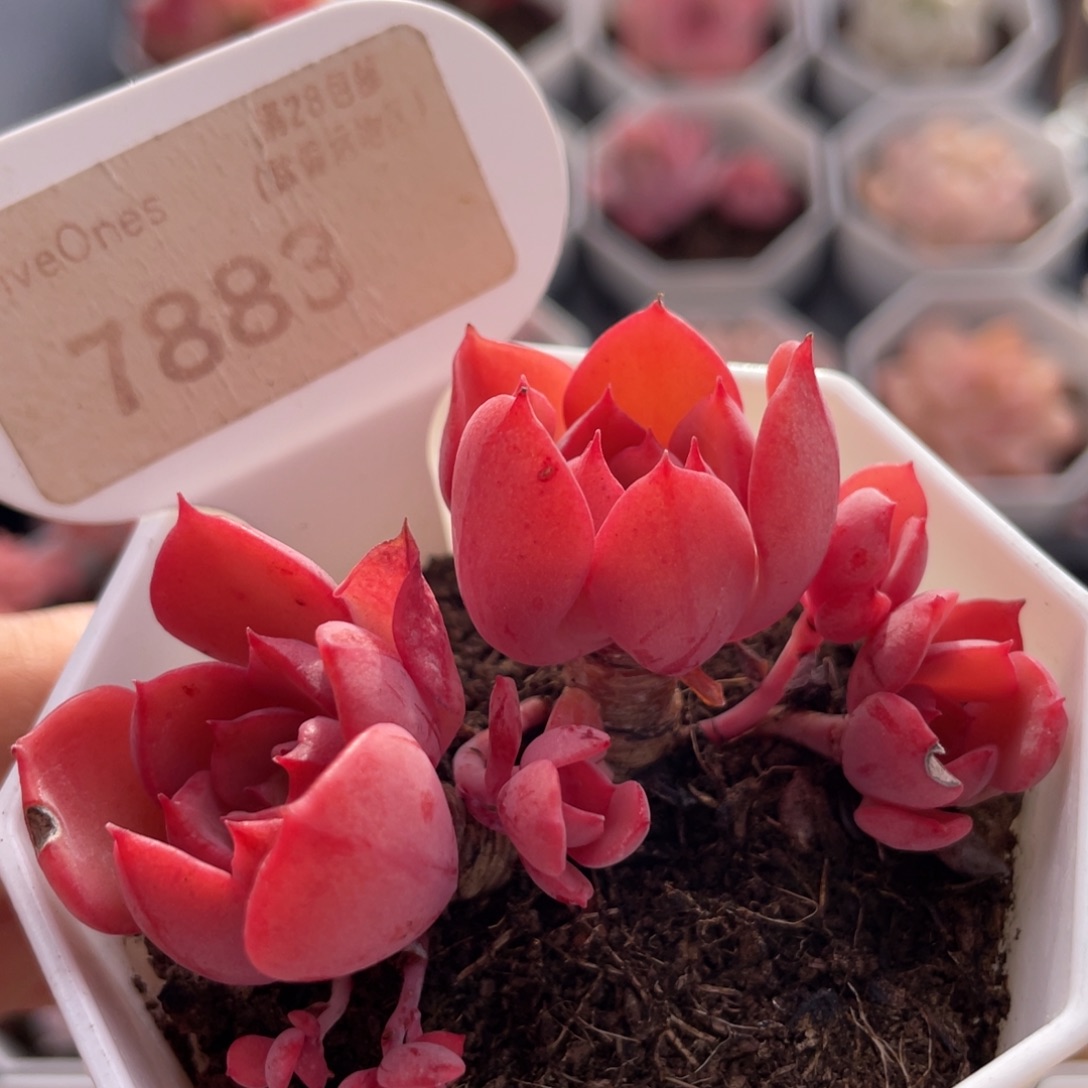 高贵7883-6.0厘米