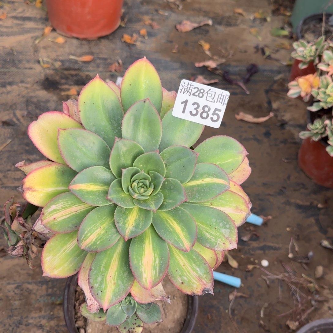 黄忠斑阴阳多肉1385满28包邮断枝不包