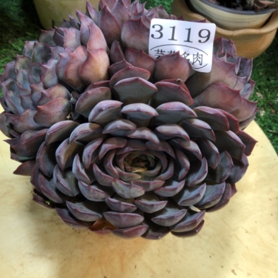 暗冰，3119，一物一拍