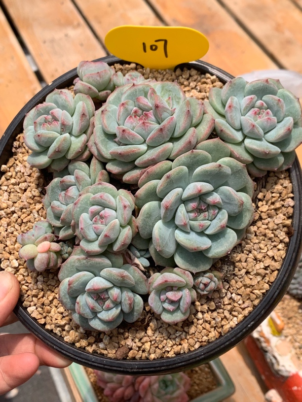 糖心珍妮老桩群107