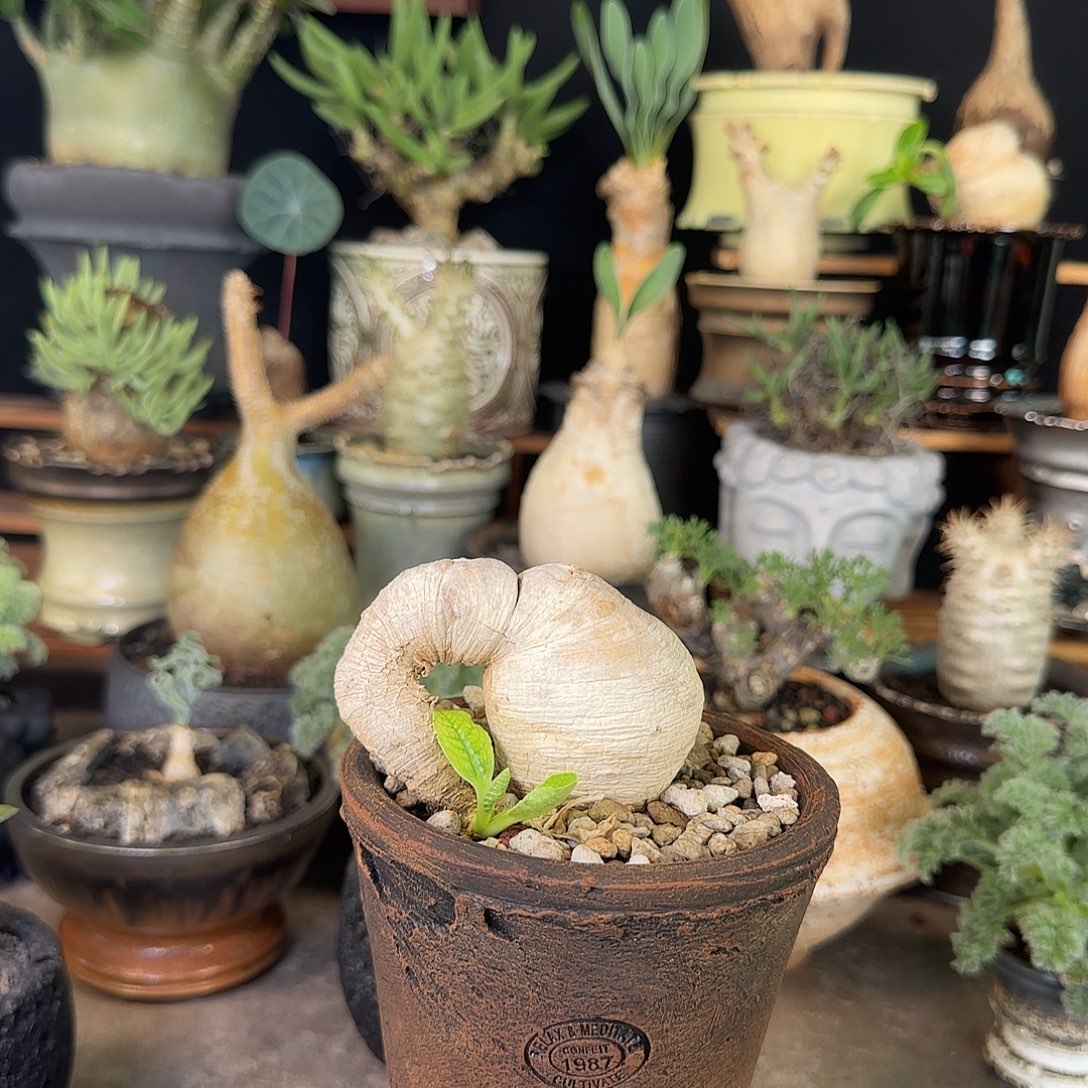 一物一拍樱花大戟1580