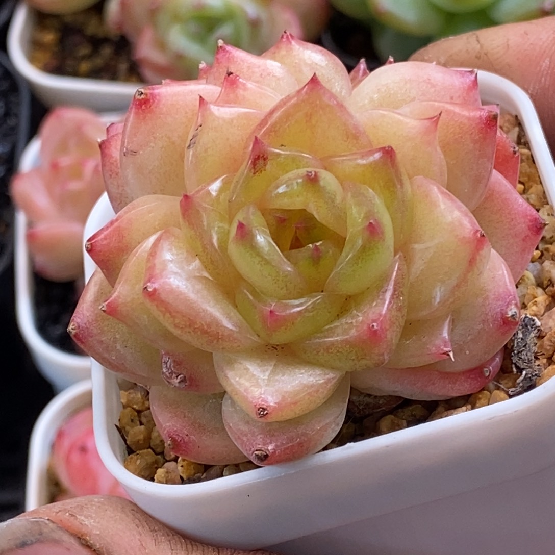 天官赐福百无禁忌